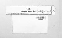 Physarum nutans image